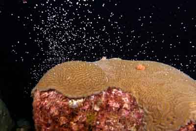The coral spawning in the Gulf of Mexico in United States. Photographs by Amar Guillen.