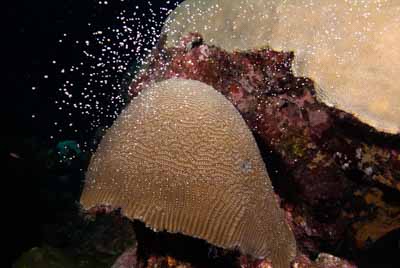 The coral spawning in the Gulf of Mexico in United States. Photographs by Amar Guillen.