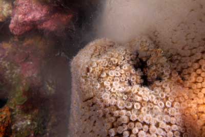 The coral spawning in the Gulf of Mexico in United States. Photographs by Amar Guillen.