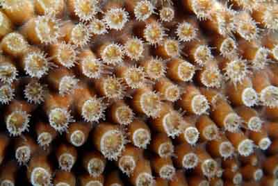 The coral spawning in the Gulf of Mexico in United States. Photographs by Amar Guillen.
