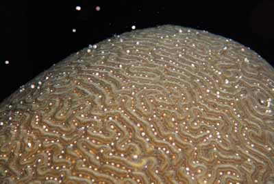 The coral spawning in the Gulf of Mexico in United States. Photographs by Amar Guillen.