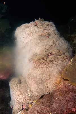 The coral spawning in the Gulf of Mexico in United States. Photographs by Amar Guillen.