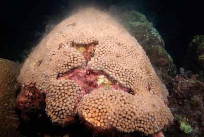 The coral spawning in the Gulf of Mexico in United States. Photographs by Amar Guillen.