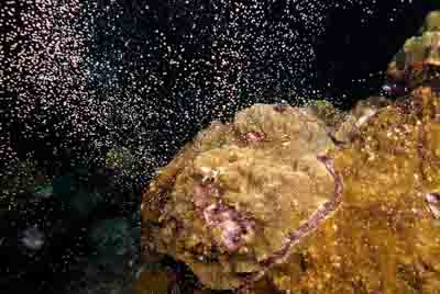 La reproduction du corail dans le Golfe du Mexique aux Etats-Unis. Photographies par Amar Guillen.