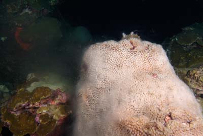 La reproduction du corail dans le Golfe du Mexique aux Etats-Unis. Photographies par Amar Guillen.