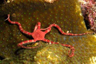 La reproduction du corail dans le Golfe du Mexique aux Etats-Unis. Photographies par Amar Guillen.