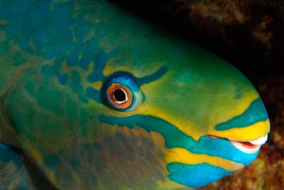 La reproduction du corail dans le Golfe du Mexique aux Etats-Unis. Photographies par Amar Guillen.