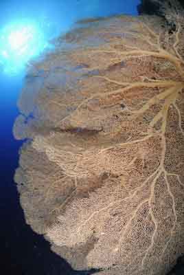 Brother Islands in the Red Sea off the coast of Egypt. Photographs by Amar Guillen.