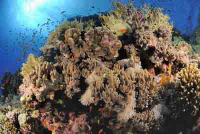 Brother Islands in the Red Sea off the coast of Egypt. Photographs by Amar Guillen.