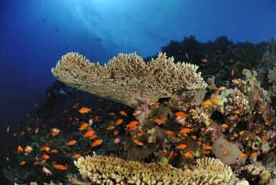 Brother Islands in the Red Sea off the coast of Egypt. Photographs by Amar Guillen.
