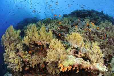 Brother Islands in the Red Sea off the coast of Egypt. Photographs by Amar Guillen.