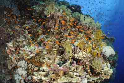 Brother Islands in the Red Sea off the coast of Egypt. Photographs by Amar Guillen.