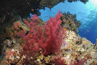 Brother Islands in the Red Sea off the coast of Egypt. Photographs by Amar Guillen.