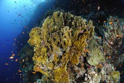 Brother Islands in the Red Sea off the coast of Egypt. Photographs by Amar Guillen.