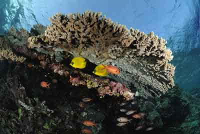 Brother Islands in the Red Sea off the coast of Egypt. Photographs by Amar Guillen.