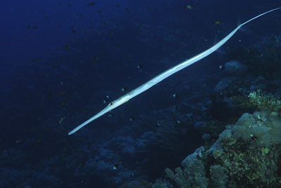 Brother Islands in the Red Sea off the coast of Egypt. Photographs by Amar Guillen.