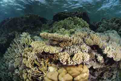 Brother Islands in the Red Sea off the coast of Egypt. Photographs by Amar Guillen.