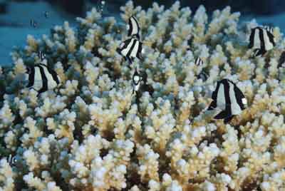 Brother Islands in the Red Sea off the coast of Egypt. Photographs by Amar Guillen.