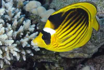Brother Islands in the Red Sea off the coast of Egypt. Photographs by Amar Guillen.
