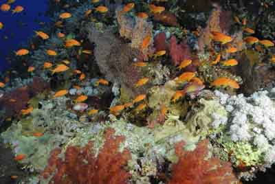 Brother Islands in the Red Sea off the coast of Egypt. Photographs by Amar Guillen.