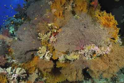 Brother Islands in the Red Sea off the coast of Egypt. Photographs by Amar Guillen.