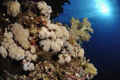 Brother Islands in the Red Sea off the coast of Egypt. Photographs by Amar Guillen.