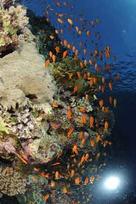 Les îles Brothers en Mer Rouge au large des côtes de l'Egypte. Photographies par Amar Guillen.