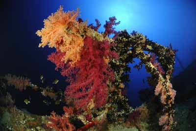 Les îles Brothers en Mer Rouge au large des côtes de l'Egypte. Photographies par Amar Guillen.
