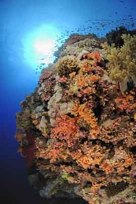 Les îles Brothers en Mer Rouge au large des côtes de l'Egypte. Photographies par Amar Guillen.
