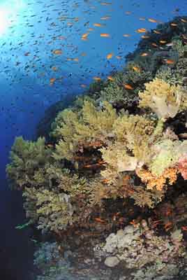 Les îles Brothers en Mer Rouge au large des côtes de l'Egypte. Photographies par Amar Guillen.