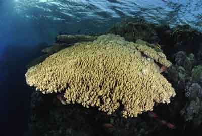 Les îles Brothers en Mer Rouge au large des côtes de l'Egypte. Photographies par Amar Guillen.