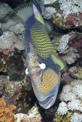 Daedalus in the Red Sea off the coast of Egypt. Photographs by Amar Guillen.