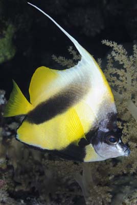 Daedalus in the Red Sea off the coast of Egypt. Photographs by Amar Guillen.