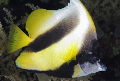 Daedalus in the Red Sea off the coast of Egypt. Photographs by Amar Guillen.