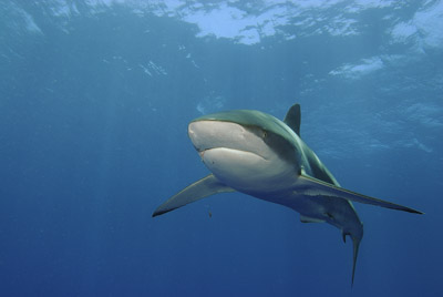 Daedalus in the Red Sea off the coast of Egypt. Photographs by Amar Guillen.