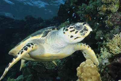 Daedalus in the Red Sea off the coast of Egypt. Photographs by Amar Guillen.