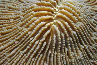 Daedalus in the Red Sea off the coast of Egypt. Photographs by Amar Guillen.