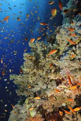 Daedalus Mer Rouge au large des côtes de l'Egypte. Photographies par Amar Guillen.