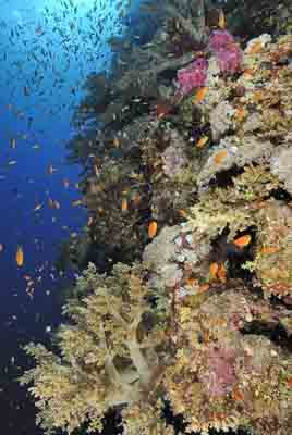 Daedalus Mer Rouge au large des côtes de l'Egypte. Photographies par Amar Guillen.