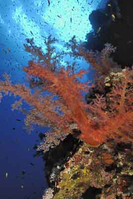 Daedalus Mer Rouge au large des côtes de l'Egypte. Photographies par Amar Guillen.