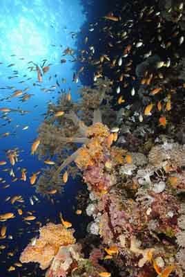 Daedalus Mer Rouge au large des côtes de l'Egypte. Photographies par Amar Guillen.