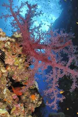 Daedalus Mer Rouge au large des côtes de l'Egypte. Photographies par Amar Guillen.