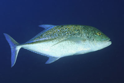Daedalus Mer Rouge au large des côtes de l'Egypte. Photographies par Amar Guillen.