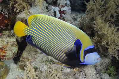 Daedalus Mer Rouge au large des côtes de l'Egypte. Photographies par Amar Guillen.