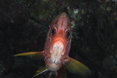 Daedalus Mer Rouge au large des côtes de l'Egypte. Photographies par Amar Guillen.