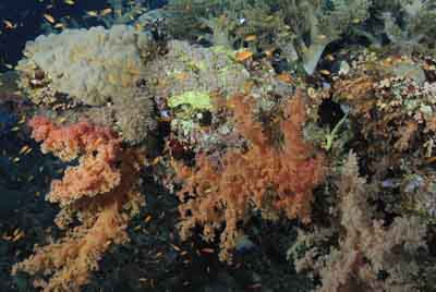 Daedalus Mer Rouge au large des côtes de l'Egypte. Photographies par Amar Guillen.