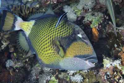 Daedalus Mer Rouge au large des côtes de l'Egypte. Photographies par Amar Guillen.