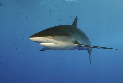Daedalus Mer Rouge au large des côtes de l'Egypte. Photographies par Amar Guillen.