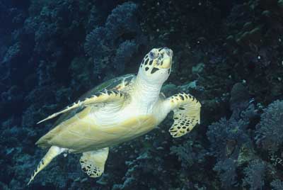 Daedalus Mer Rouge au large des côtes de l'Egypte. Photographies par Amar Guillen.