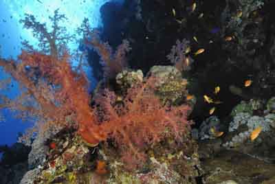 Daedalus Mer Rouge au large des côtes de l'Egypte. Photographies par Amar Guillen.